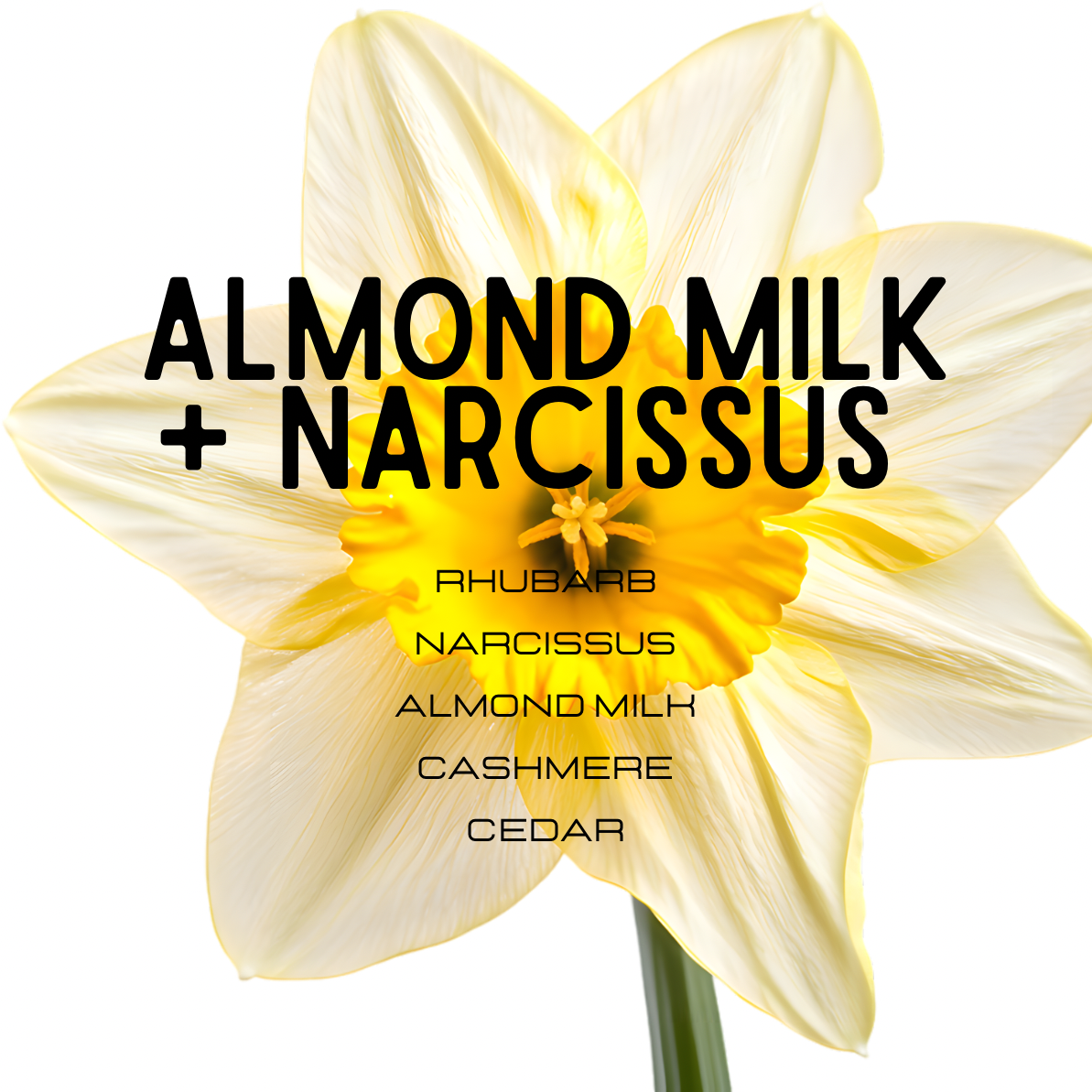 almond milk narcissus perfume