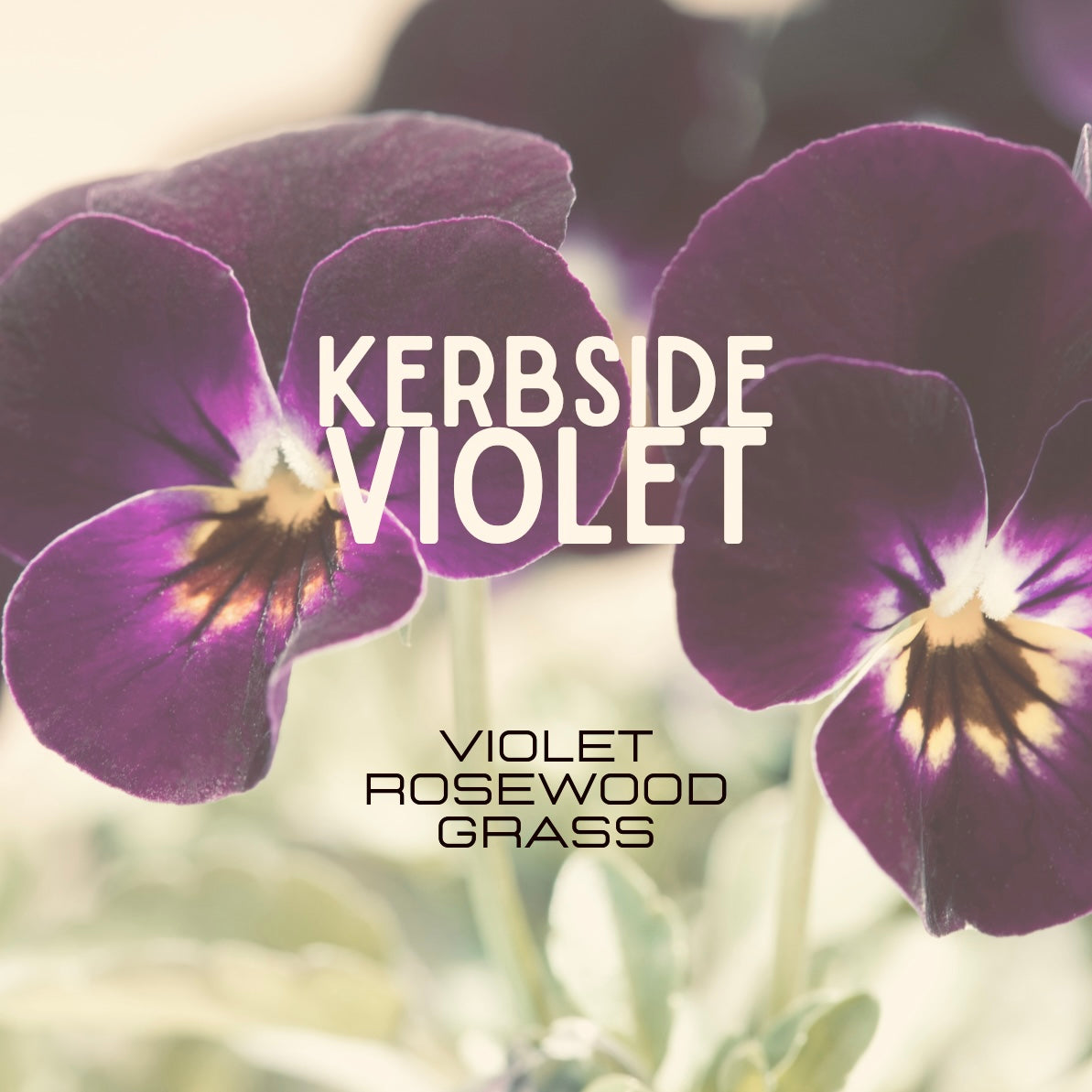 Close-up of a purple flower with text overlay 'Kerbside Violet' and 'Violet Rosewood Grass'.