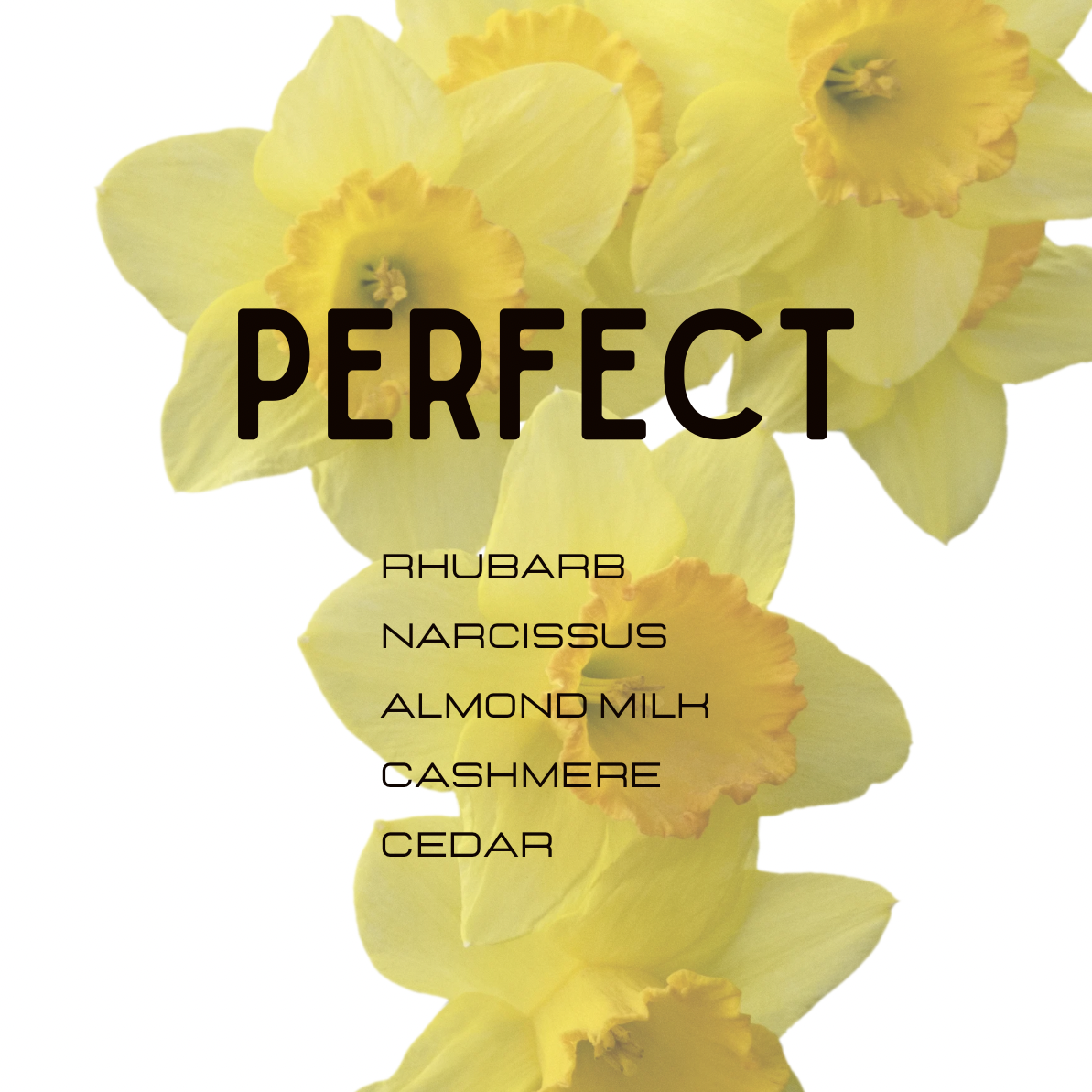 Yellow daffodil flowers on a white background with large black text reading 'PERFECT' and smaller text listing ingredients: rhubarb, narcissus, almond milk, cashmere, and cedar.