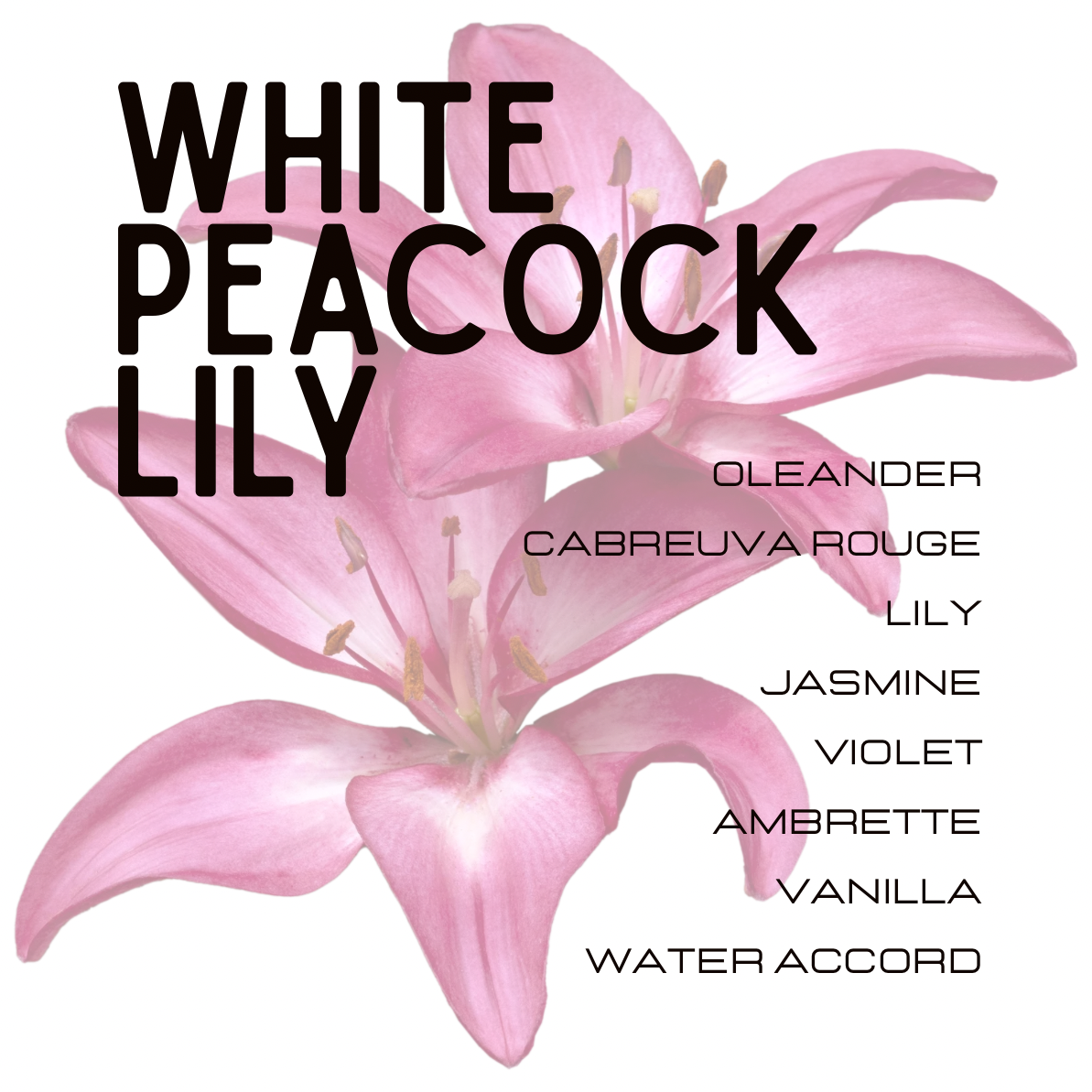 A graphic design featuring two pink peacock lilies on a white background with bold black text listing fragrance names including White Peacock Lily, Oleander, Cabreuva Rouge, Lily, Jasmine, Violet, Ambrette, Vanilla, and Water Accord.